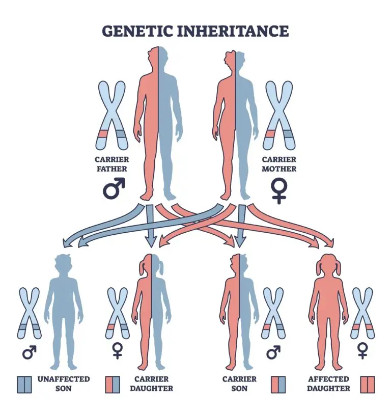 Illustration depicting genetic inheritance with figures representing a carrier father, a carrier mother, and their four children, showing different inheritance outcomes.