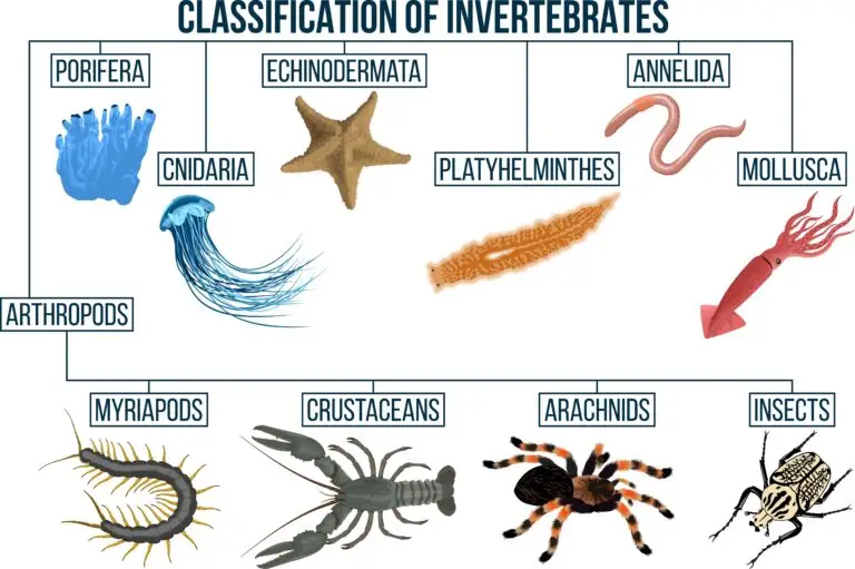 Diagram showcasing the classification of invertebrates with representative images for categories such as Porifera, Cnidaria, Echinodermata, Platyhelminthes, Annelida, Mollusca, and subdivisions of Arthropods.