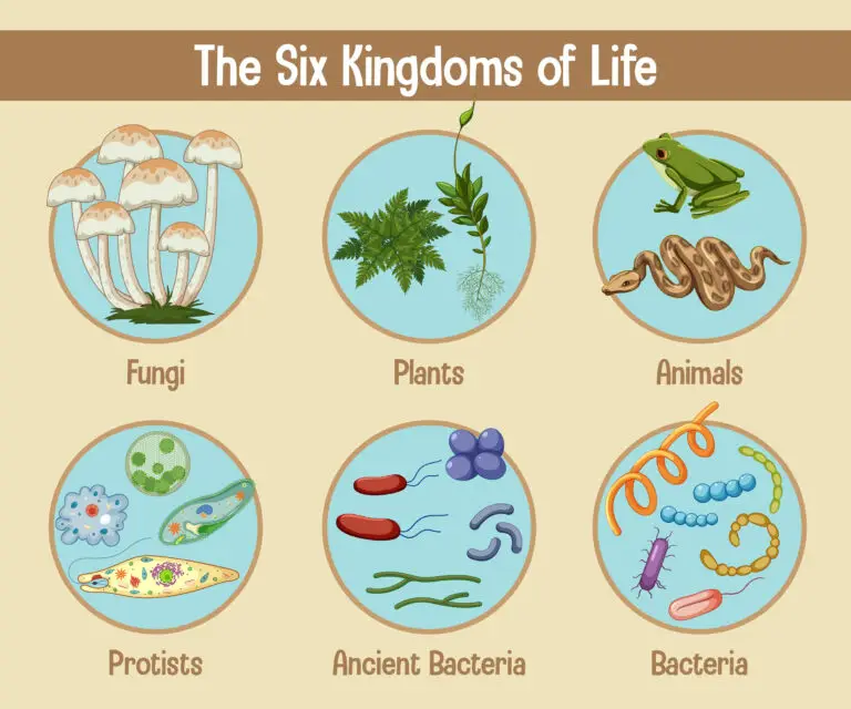 Illustration of the six kingdoms of life including fungi, plants, animals, protists, ancient bacteria, and bacteria.