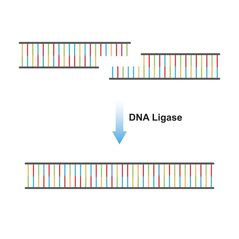 An illustration shows two separate strands of DNA above a single, unified strand, with an arrow labeled "DNA Ligase" pointing downwards, indicating the enzyme's role in joining DNA segments.