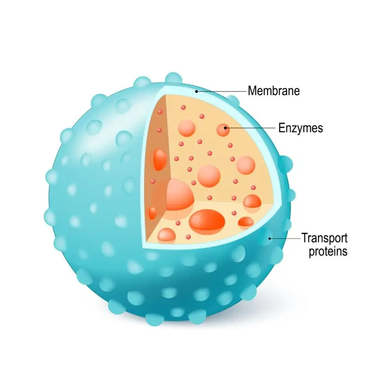 Illustration of a lysosome, a cellular organelle, with a portion of the membrane cut away to reveal internal enzymes and transport proteins.