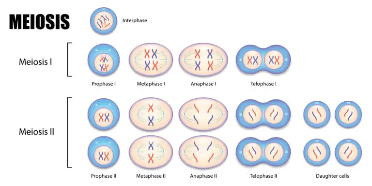 Diagram illustrating the stages of Meiosis I and II.