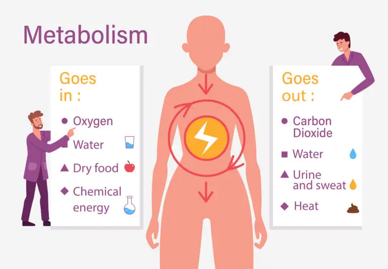 Illustration of the metabolism process in the human body.