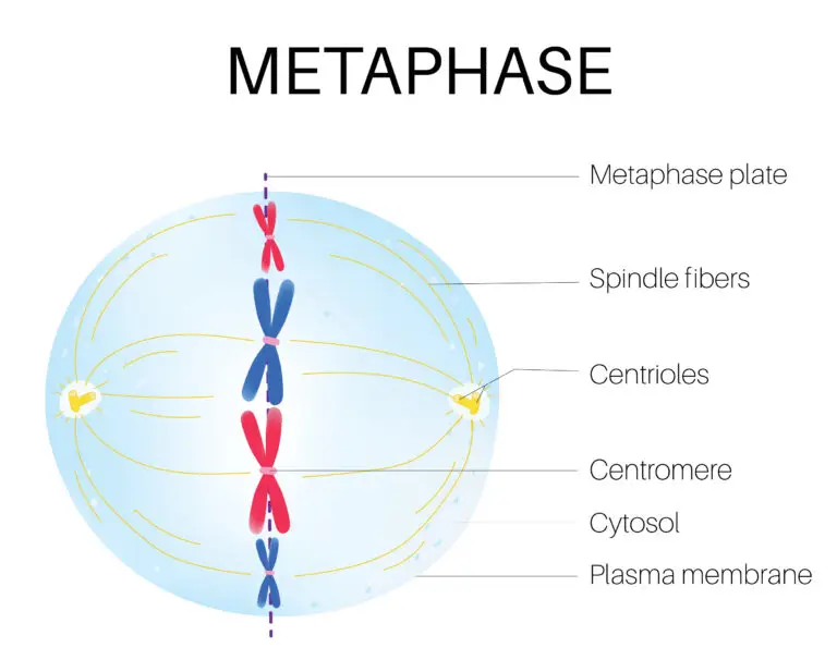 Illustration depicting a cell in the metaphase stage of mitosis.