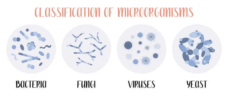 Illustration showing the classification of microorganisms: bacteria, fungi, viruses, and yeast.