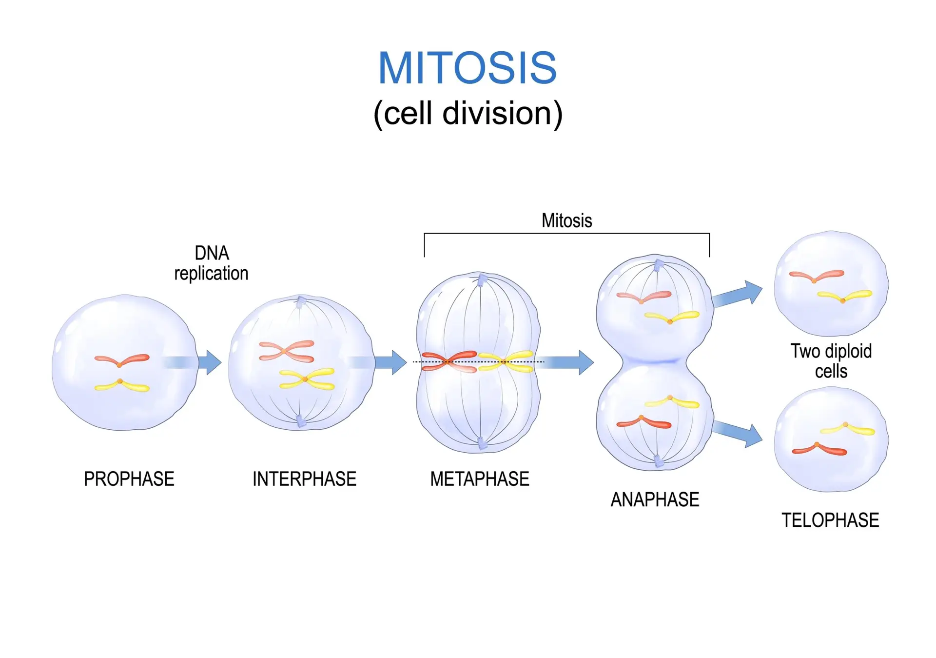 Diagram depicting the stages of mitosis, including prophase, interphase, metaphase, anaphase, and telophase, culminating in the formation of two diploid cells.