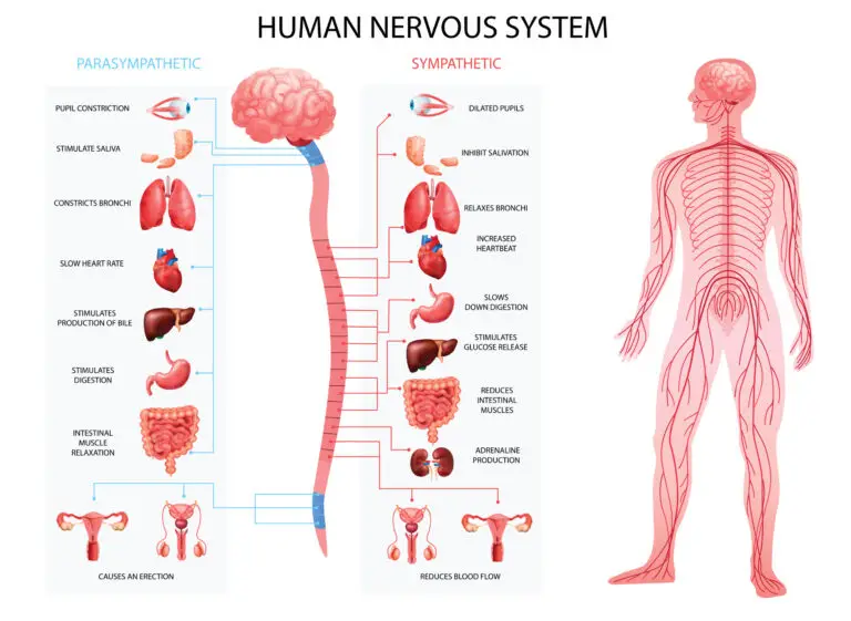 Illustration comparing the parasympathetic and sympathetic nervous system responses in the human body.