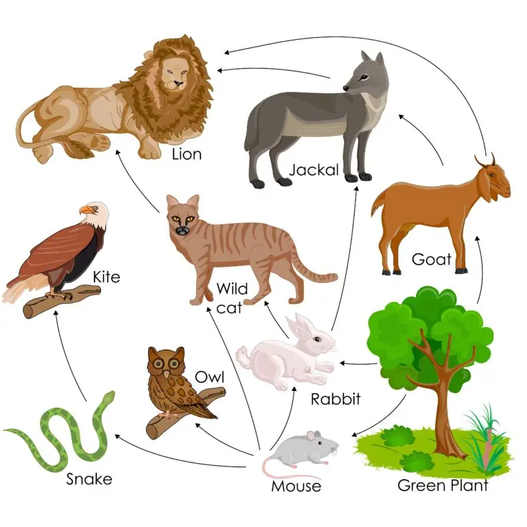 A graphical representation of a lion's niche within a food web, highlighting its position as a predator.