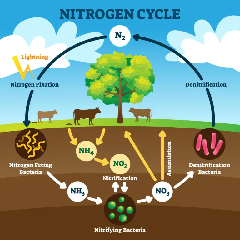 Illustration of the nitrogen cycle, depicting processes like nitrogen fixation, nitrification, and denitrification around a central tree.