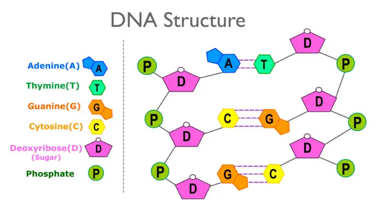 Illustration of DNA structure with labeled nucleotides and base pairs.