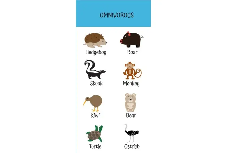 Graphic of various animals labeled as omnivores, including a hedgehog, boar, skunk, monkey, kiwi, bear, turtle, and ostrich.