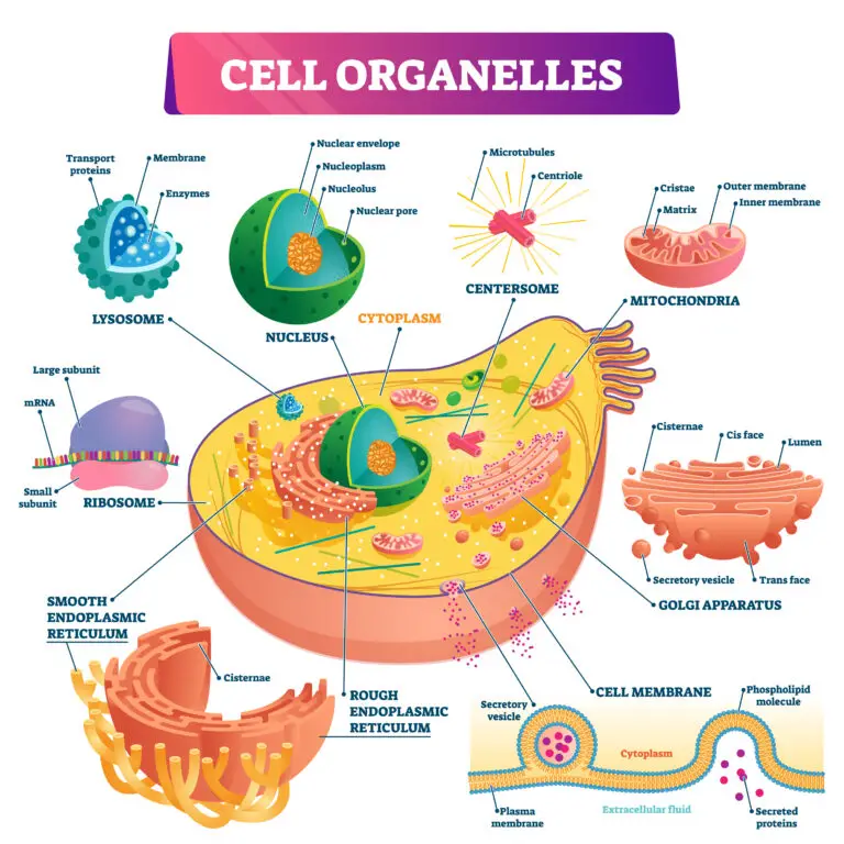 Colorful diagram showing various cell organelles, including the nucleus, lysosome, centrosome, mitochondria, ribosome, endoplasmic reticulum, Golgi apparatus, and cell membrane with labels.