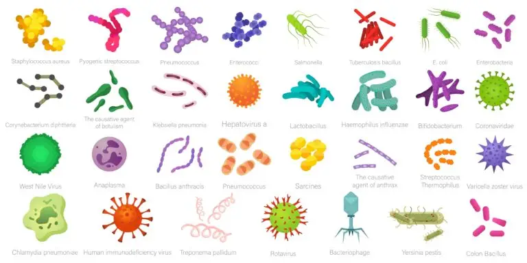 Illustrative image showcasing various pathogens, including bacteria, viruses, and other microorganisms, each labeled with their scientific names like Staphylococcus aureus and Hepatovirus A.