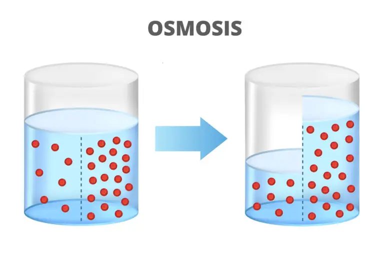 Two cylindrical containers filled with liquid demonstrate osmosis. The first container has a higher concentration of red particles on one side of a semipermeable membrane, while the second shows an equal distribution after osmosis.