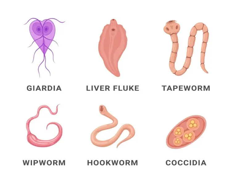 Illustration of six different parasites including Giardia, Liver Fluke, Tapeworm, Whipworm, Hookworm, and Coccidia.