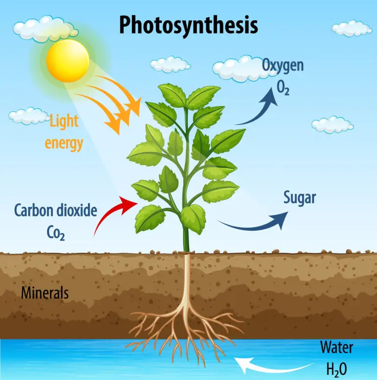 Diagram showing the process of photosynthesis with a plant absorbing sunlight, water, and carbon dioxide to produce oxygen and sugar.