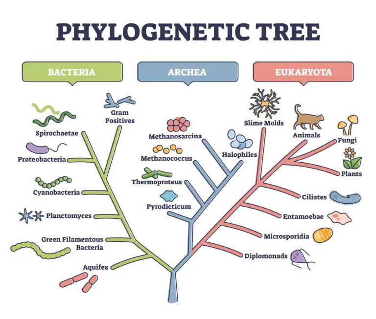 Illustration of a phylogenetic tree categorizing Bacteria, Archaea, and Eukaryota with representative organisms.