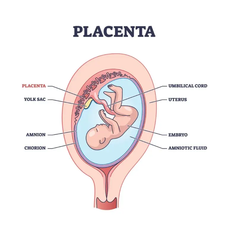 Cross-sectional diagram of a human uterus showing the placenta and a developing embryo.