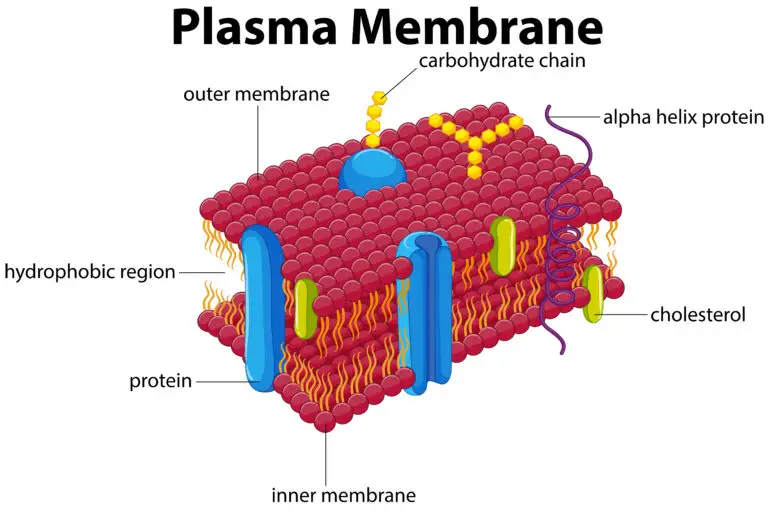 Detailed diagram of a plasma membrane showing the outer and inner membrane layers, proteins, cholesterol, and carbohydrate chains.