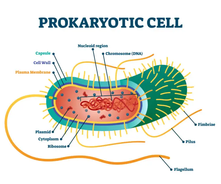 Illustration of a prokaryotic cell highlighting its components, such as the nucleoid region with DNA, capsule, cell wall, plasma membrane, ribosomes, plasmid, flagellum, fimbriae, and pilus.