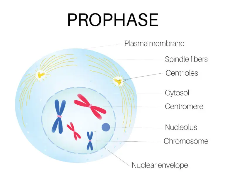 Diagram of a cell in prophase, showing condensed chromosomes, spindle fibers, centrioles, and the breakdown of the nuclear envelope.