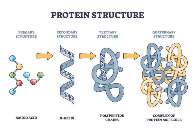 Illustration depicting the four levels of protein structure: primary, secondary, tertiary, and quaternary.