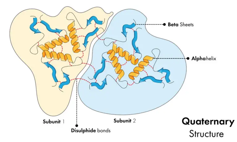 Illustration of a protein's quaternary structure with two subunits, alpha helices, and beta sheets.