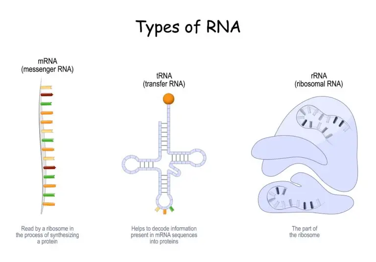 Diagram showing three main types of RNA: mRNA, tRNA, and rRNA.