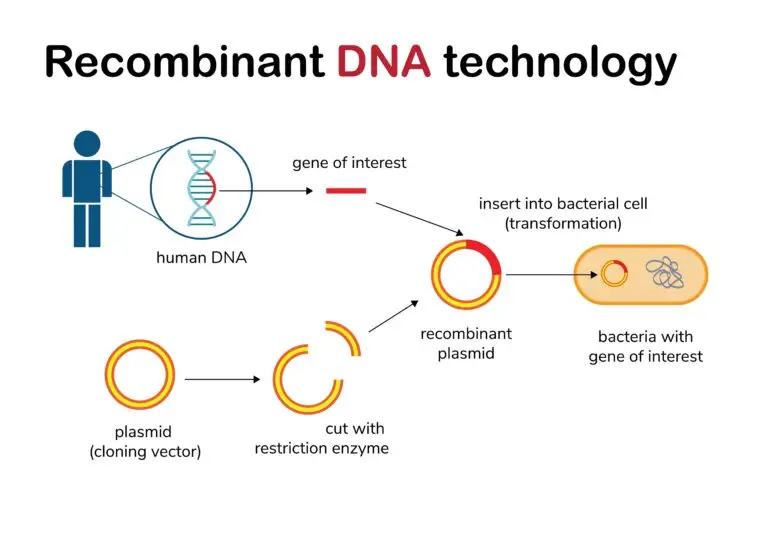 Schematic representation of Recombinant DNA technology. Human DNA and a plasmid are depicted, with an identified gene of interest being extracted, the plasmid cut by a restriction enzyme, and the gene inserted to create a recombinant plasmid which is then introduced into a bacterial cell.