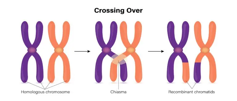 Illustration of the recombination process with labeled elements. A gene from human DNA is combined with a bacterial plasmid through enzymatic cutting and splicing, resulting in a recombinant plasmid introduced into a bacterial cell.