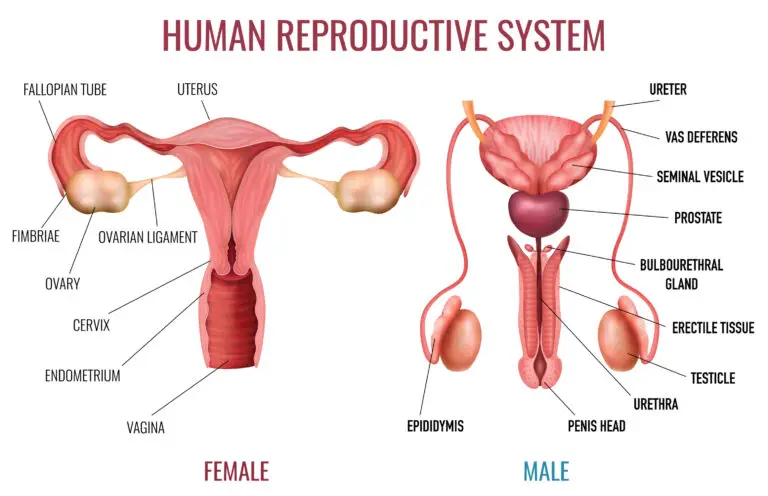 Illustration of the human reproductive system, highlighting both female and male anatomical structures with labels.