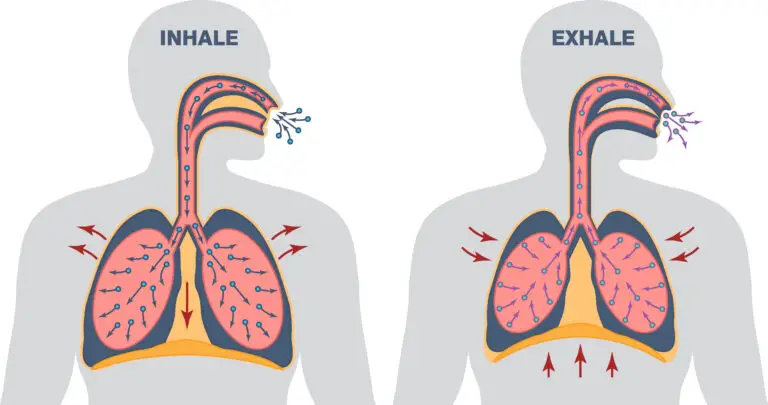 Side-by-side comparison of human respiratory system during inhalation and exhalation processes.