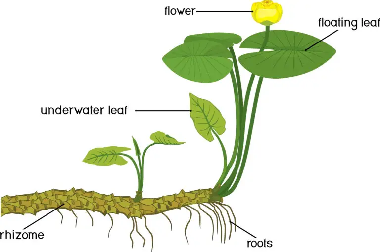 Diagram of a plant with various parts labeled, including the rhizome, root, leafs, and flower.