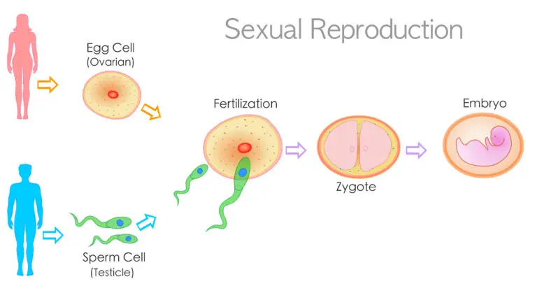 Diagram of sexual reproduction showing egg and sperm cells, fertilization, zygote formation, and embryo development.