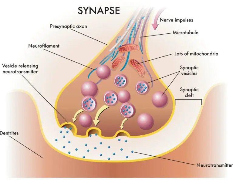 Detailed diagram of a synapse, the junction between two nerve cells. It shows a presynaptic axon terminal with neurofilaments and microtubules, mitochondria, and synaptic vesicles releasing neurotransmitters into the synaptic cleft, where they reach the dendrites of the neighboring neuron.