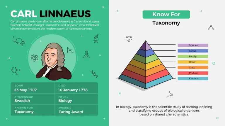 An educational graphic featuring two panels about Carl Linnaeus and Taxonomy. The left panel has a portrait of Carl Linnaeus, with his birth and death dates, Swedish citizenship, and known for Taxonomy. Icons representing biology surround him. The right panel displays a colorful hierarchical pyramid diagram labeled with taxonomic ranks from species to kingdom, with a definition of Taxonomy in biology below it.