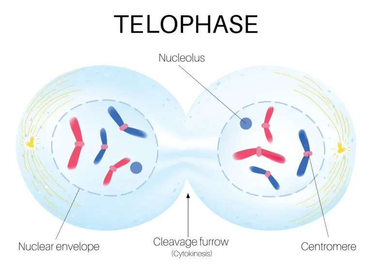 Illustration of a cell in the telophase stage of mitosis. The cell is divided into two distinct halves by a cleavage furrow, indicating cytokinesis. Each half contains a set of chromosomes, with a reappearing nucleolus and nuclear envelope. The centromeres are highlighted, showing the chromosomes' location.