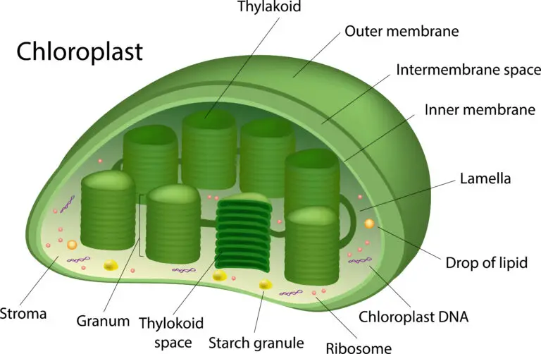 Detailed diagram of a chloroplast structure highlighting its components, including the outer and inner membranes, intermembrane space, stroma, granum made of stacked thylakoids, lamellae, starch granules, drops of lipid, ribosomes, and chloroplast DNA.