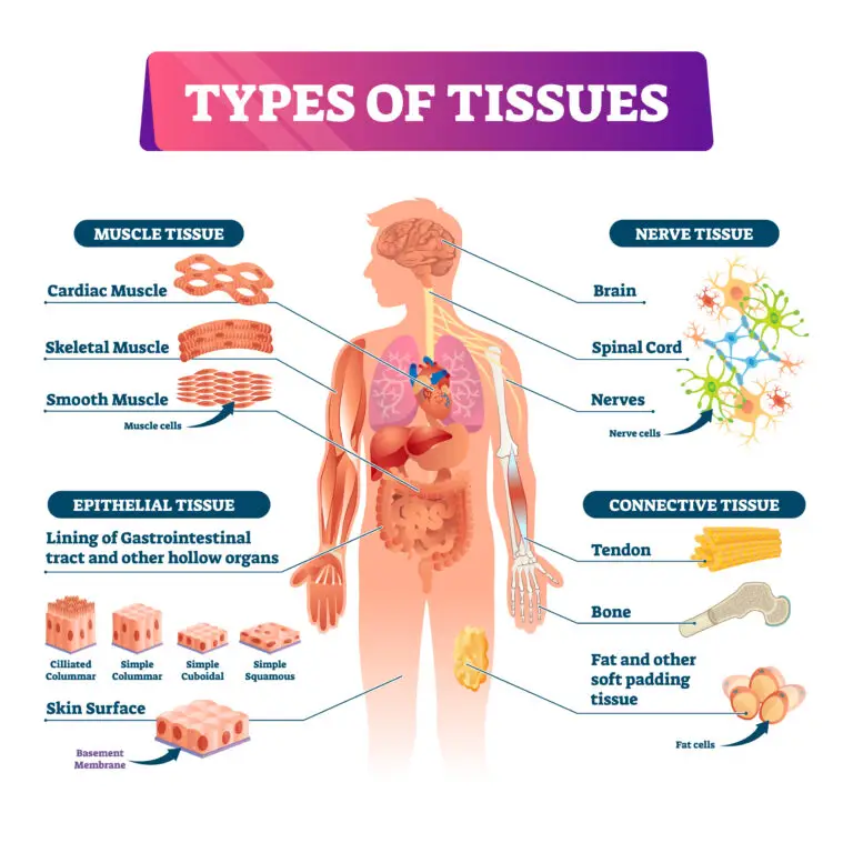 Illustrative chart showing four major types of human tissue: muscle, nerve, epithelial, and connective. Each tissue type is exemplified with specific structures such as cardiac and skeletal muscles, brain and nerves, various epithelial layers, and connective tissues like tendons and bones.