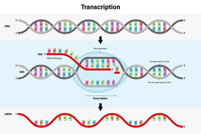 Illustration of DNA transcription process, showing the double helix DNA strand with a segment unzipped. RNA polymerase is seen assembling the mRNA strand by matching RNA nucleotides to the DNA template strand. The resulting mRNA strand detaches, reflecting the sequence of the DNA template.