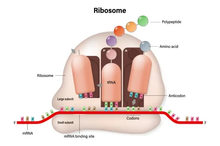 Detailed illustration of a ribosome during the process of translation, showing its two subunits. Transfer RNA (tRNA) molecules are positioned at the P and A sites of the ribosome. Each tRNA has an anticodon that pairs with a codon on the mRNA strand, facilitating the addition of specific amino acids to the growing polypeptide chain.