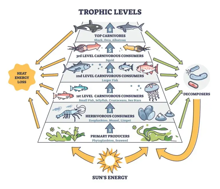 Illustration of a marine food pyramid showing different trophic levels. The base is labeled "PRIMARY PRODUCERS" with images of phytoplankton and seaweed. Successive levels depict herbivorous consumers like zooplankton and then various carnivorous consumers, including small fish, larger fish, squid, and top carnivores like sharks. Decomposers are shown on the side, with arrows indicating the flow of energy from the sun and heat energy loss at each level.