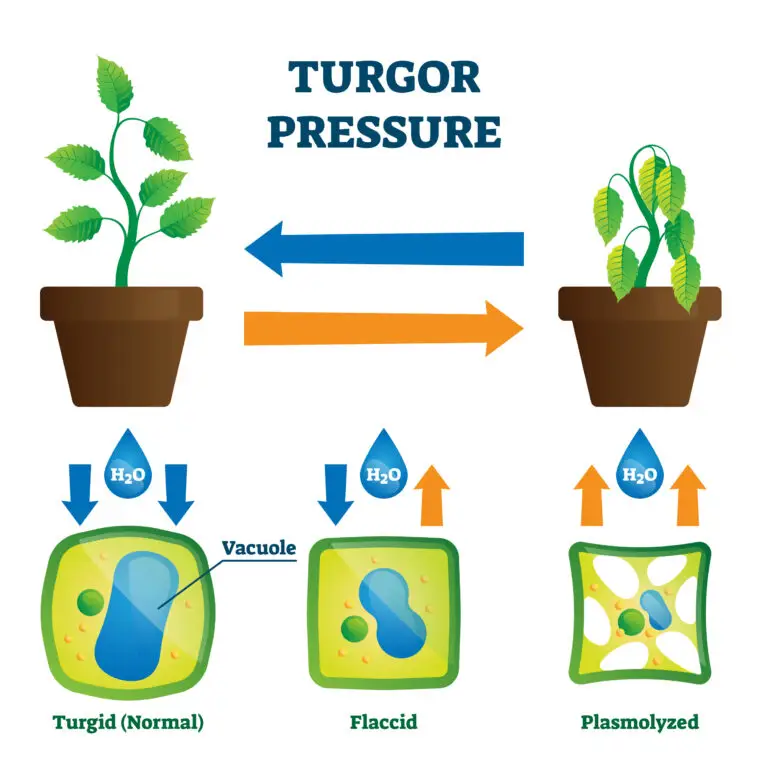 Diagram illustrating turgor pressure in plants. On the left is a healthy plant in a pot with a zoomed-in cell showing a full vacuole and arrows indicating water being absorbed, labeled 'Turgid (Normal)'. In the center, a wilted plant with a cell showing a shrinking vacuole, labeled 'Flaccid'. On the right, a severely wilted plant with a cell having a collapsed vacuole, labeled 'Plasmolyzed'.