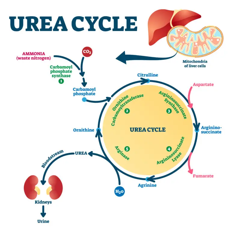 Diagram of the urea cycle, showcasing the biochemical pathway in liver cells that converts ammonia to urea for excretion. Key components include ammonia, carbon dioxide, ornithine, and enzymes like carbamoyl phosphate synthase. Urea is then transported to the kidneys and excreted in urine.