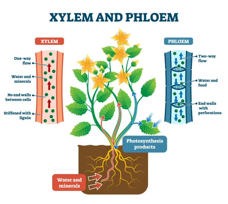 Educational diagram showing a plant with its xylem and phloem structures. The xylem is illustrated with one-way upward arrows indicating the transport of water and minerals, while the phloem shows two-way flow arrows for water and food, depicting the plant's vascular bundle system.