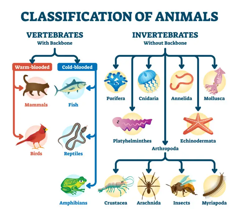 A colorful diagram illustrating the classification of animals into vertebrates and invertebrates. Vertebrates are categorized as warm-blooded mammals and birds, and cold-blooded fish, reptiles, and amphibians. Invertebrates include porifera, cnidaria, annelida, mollusca, platyhelminthes, echinodermata, and various arthropods.