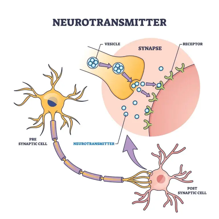 An illustrated diagram showing a neuronal synapse, highlighting the vesicles within the presynaptic cell releasing neurotransmitters into the synaptic cleft towards receptors on the postsynaptic cell.