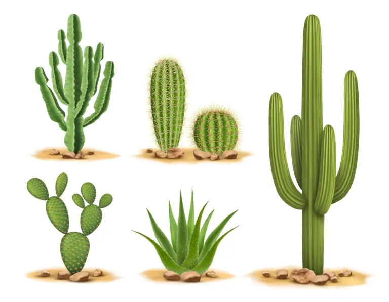 Illustration of various types of cacti and aloe plants representing xerophytes, which are adapted to arid environments.