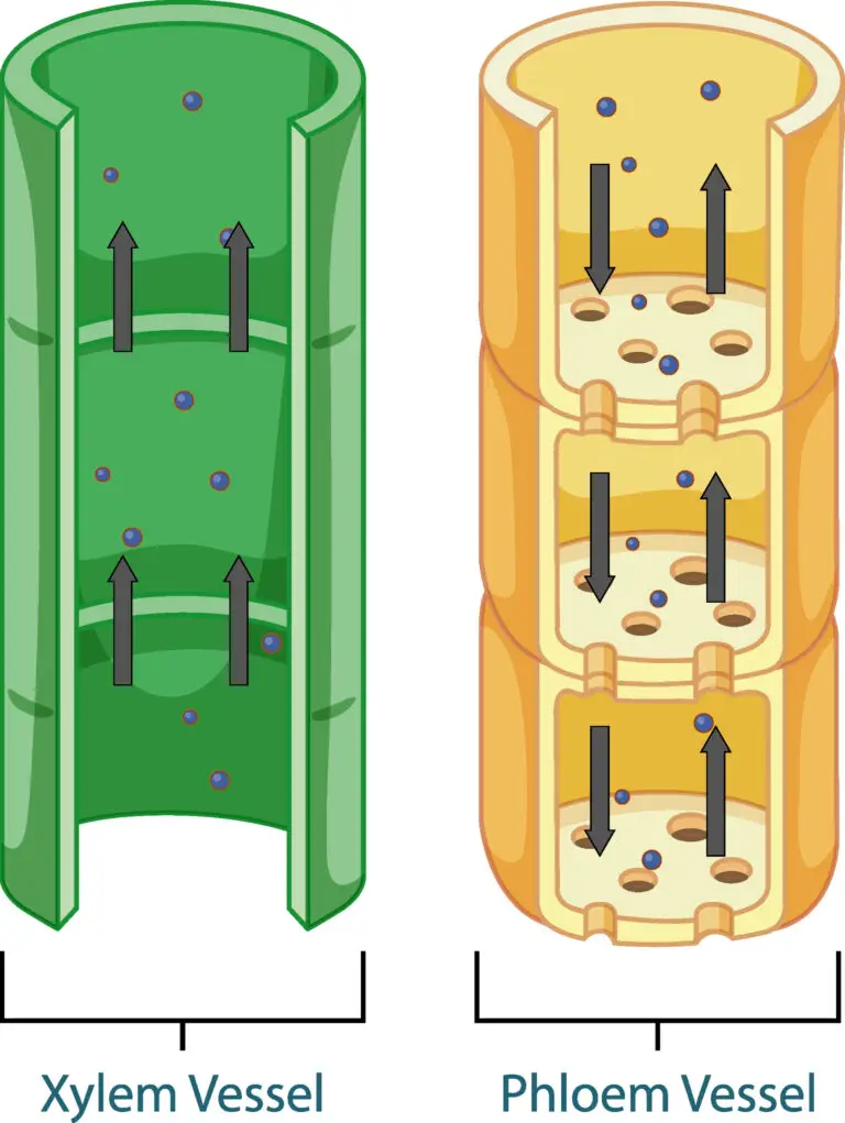 Diagram comparing the structure of xylem and phloem vessels in plants, highlighting the directional flow of nutrients and water.