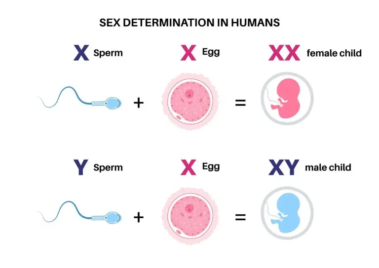 Illustration depicting sex determination in humans, showing the combination of X and Y chromosomes from sperm with an X chromosome from an egg to create male or female offspring.